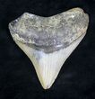 Bargain Megalodon Tooth - North Carolina #20709-1
